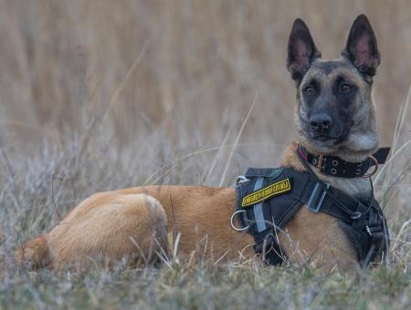 Служебная собака Кали из Калининградской области помогла найти в лесу мужчину